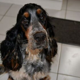Hondenfoto van Sharon & Harley