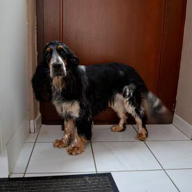 Hondenfoto van Sharon & Harley