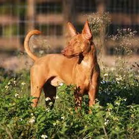 Podenco Andaluz