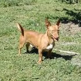 Podenco Maneto