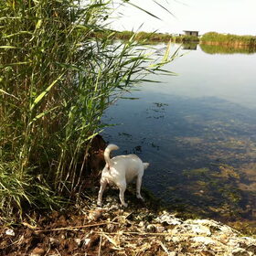 Grevelingenmeer