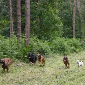 Hondenfoto van De Mecheltjes clan