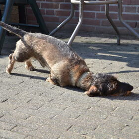 Hondenfoto van Pepijn & Otis