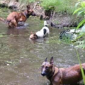 Bikkel houd niet zo van zwemmen, maar zijn koppie onder water…