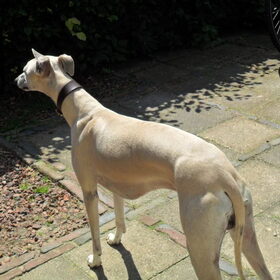 stoere kerel