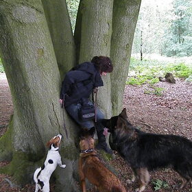Vrouwtje uit de boom helpen