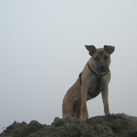 zand koning