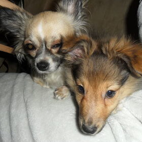 mizka met onze nieuwe pup zino sheltie 12weken oud