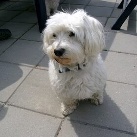 chico 7 jaar