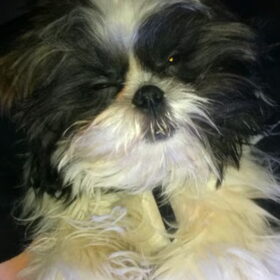 Een half slapende Zorro :-))