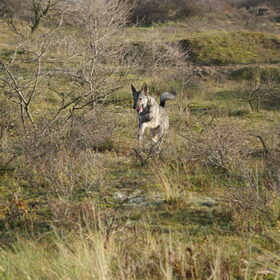 Saar in de duinen