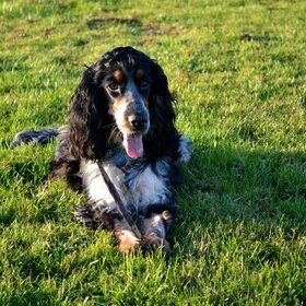 Hondenfoto van Sharon & Harley
