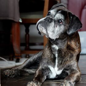 vorige hond, - Yerba