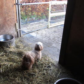 Luna staat in de paardenstal naar buiten te kijken.