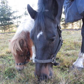 2 knappe neuzen.