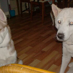 banjer en me oude husky max