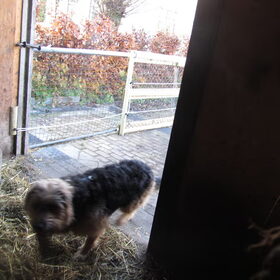 Hondenfoto van liesbeth,Turbo,Luna, Levi en Faith