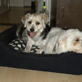Hondenfoto van Melissa, Dempsey, Taiko, Minos & *Nina*