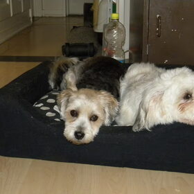 Hondenfoto van Melissa, Dempsey, Taiko, Minos & *Nina*
