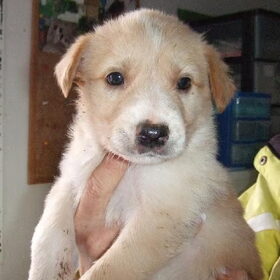 drum als pup