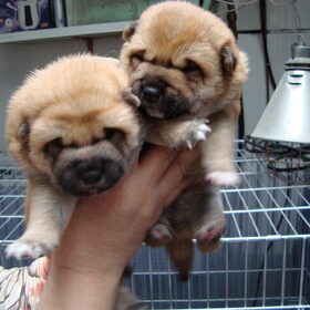 kenai als pup, samen met haar broertje of zusje