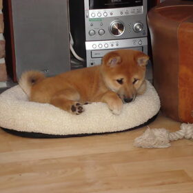 kenai als pup bij ons thuis