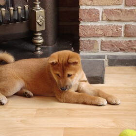 kenai als pup