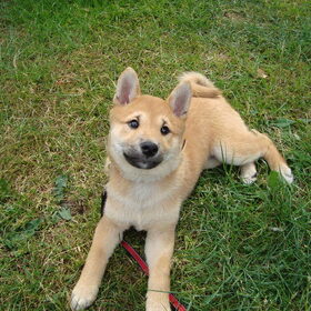 kenai als pup int gras