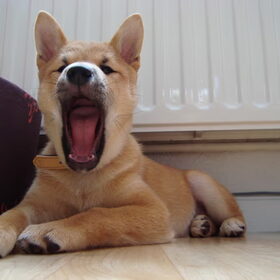 kenai als pup: geeeeeuuuwww!