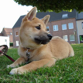 kenai als pup int gras