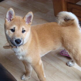 kenai als pup