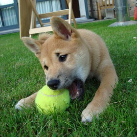 kenai als pup