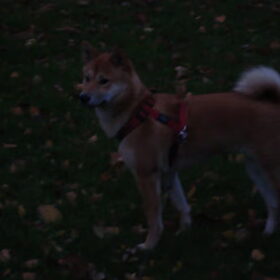Kenai 8maand