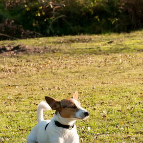 Hondenfoto van Hetty & Skipper