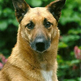 Hondenfoto van pien
