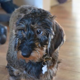 Hondenfoto van Pepijn & Otis