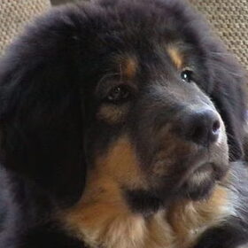 Onze Tibetaanse Mastiff roepnaam Babs , als snoezige pup van 10…