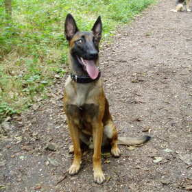 Lux in het bos in Oostkapelle- Domburg als jonge hond van bijna…