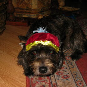Zwarte Piet.