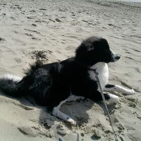 little woody,(niet letten op de kwaliteit ,hij is met mijn gsm…