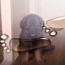 Hondenfoto van Madelon&Baloe