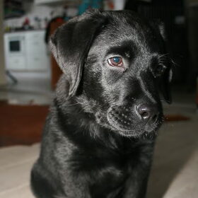 Messi 14wk