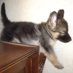 Amy als puppie van 6,5 week...toen nog zoooo klein!