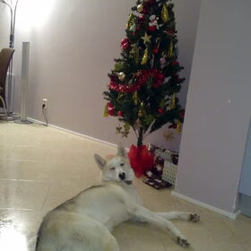 Sunny is verliefd op de kerstboom, hij is niet weg te slaan bij…