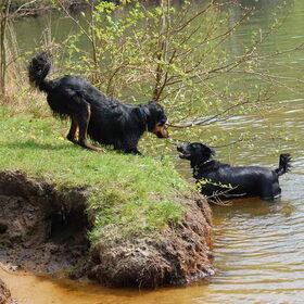 Hondenfoto van sofie, Lucky en Zita <3