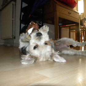 Hondenfoto van Melissa, Dempsey, Taiko, Minos & *Nina*