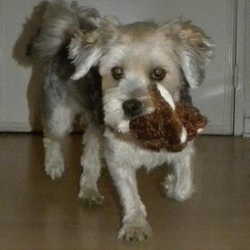 Hondenfoto van Melissa, Dempsey, Taiko, Minos & *Nina*