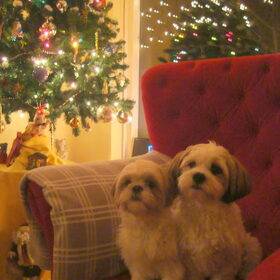 Christmas Dogs