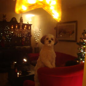 Sammy