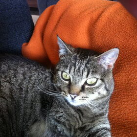 katten (7)